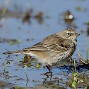 Water Pipit