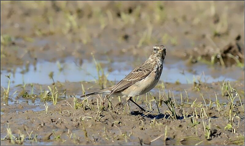 Water Pipit