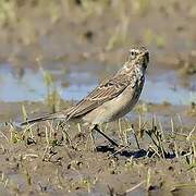 Water Pipit