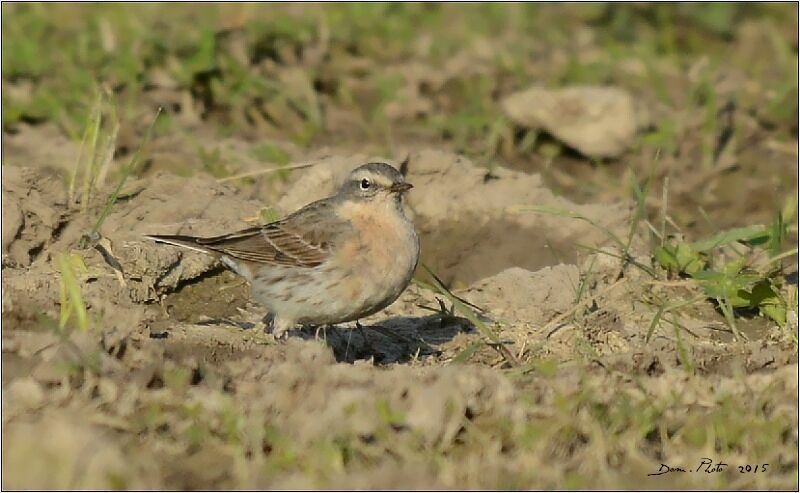 Water Pipit