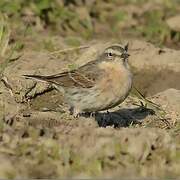 Water Pipit