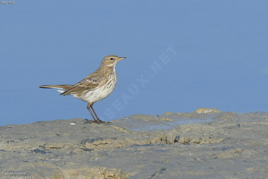 Pipit spioncelle