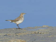 Water Pipit