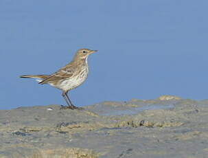 Pipit spioncelle