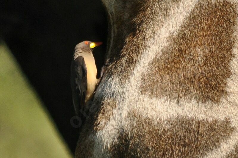 Yellow-billed Oxpecker