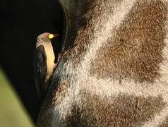 Yellow-billed Oxpecker