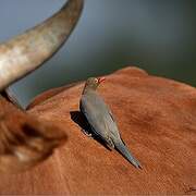 Red-billed Oxpecker