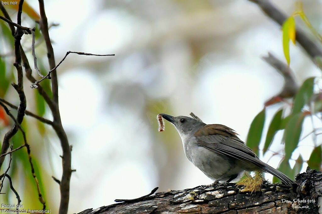 Pitohui grisadulte