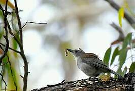 Grey Shrikethrush