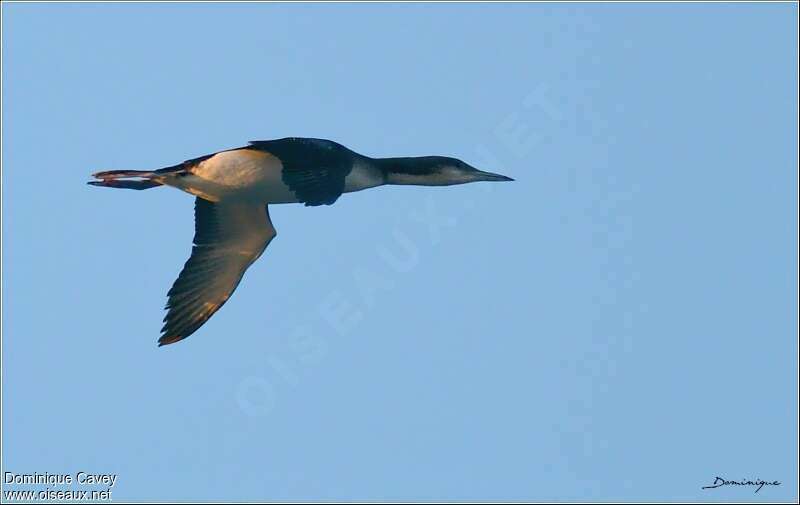 Plongeon arctique, Vol