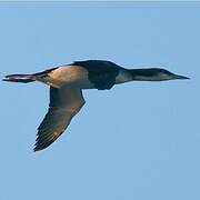 Black-throated Loon