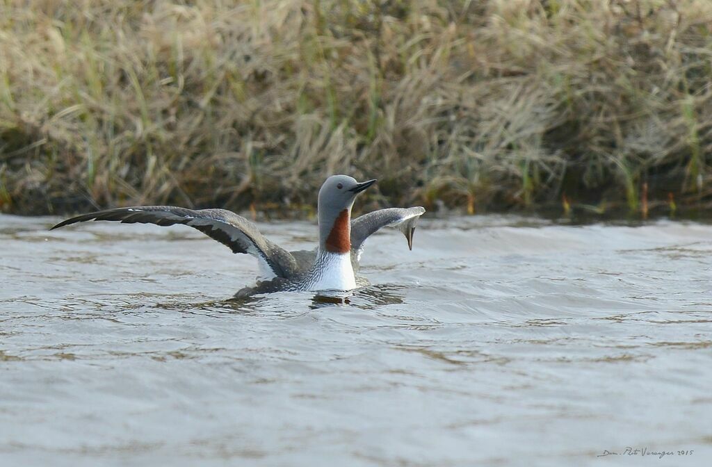 Red-throated Loon