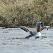 Red-throated Loon