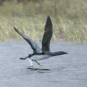 Red-throated Loon