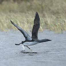 Plongeon catmarin