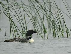 Common Loon