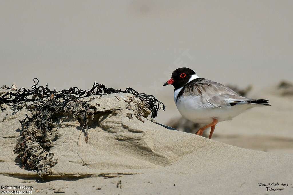 Hooded Dottereladult, habitat