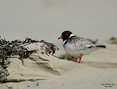 Hooded Dotterel