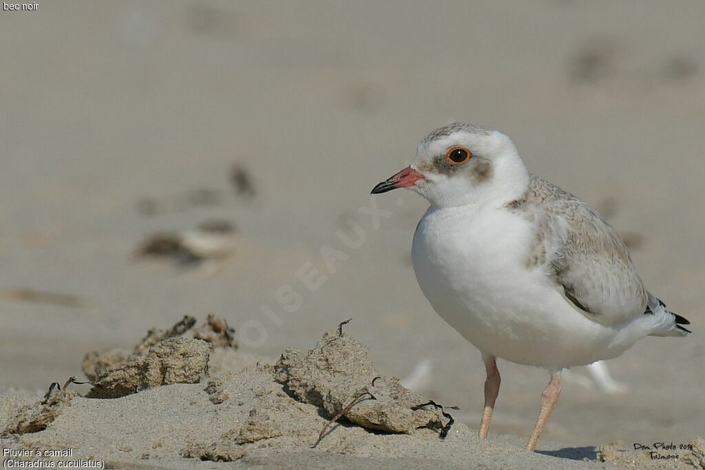 Hooded Ploverimmature