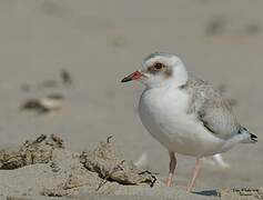 Hooded Dotterel