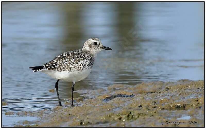 Grey Plover