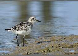 Grey Plover