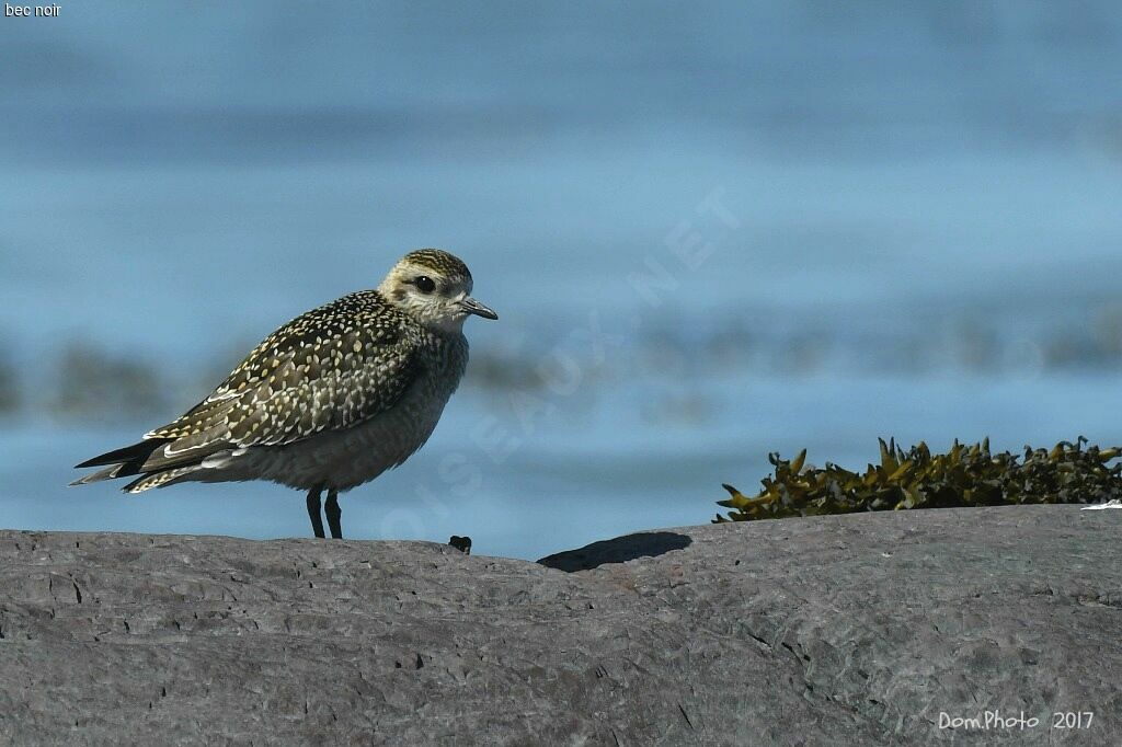 American Golden Plover