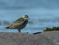 American Golden Plover