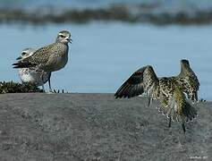 American Golden Plover