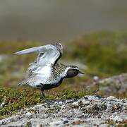 European Golden Plover