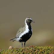 European Golden Plover