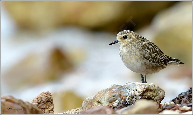 Pacific Golden Plover