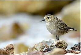 Pacific Golden Plover