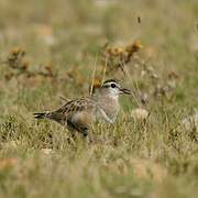 Eurasian Dotterel