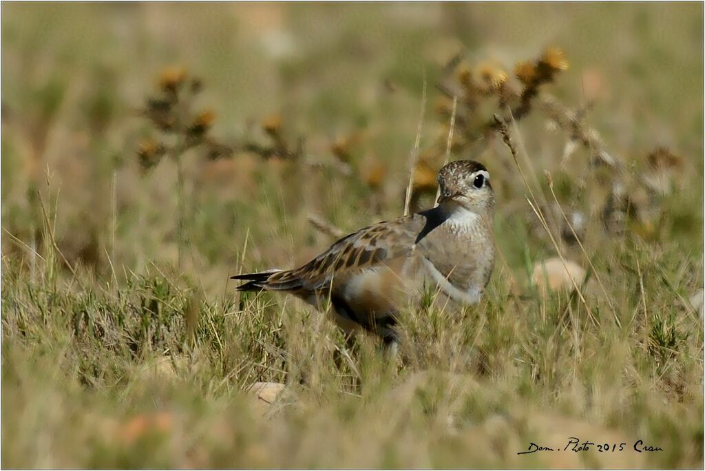 Eurasian Dotterel