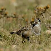 Eurasian Dotterel