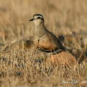 Eurasian Dotterel