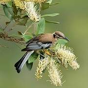 New Caledonian Friarbird