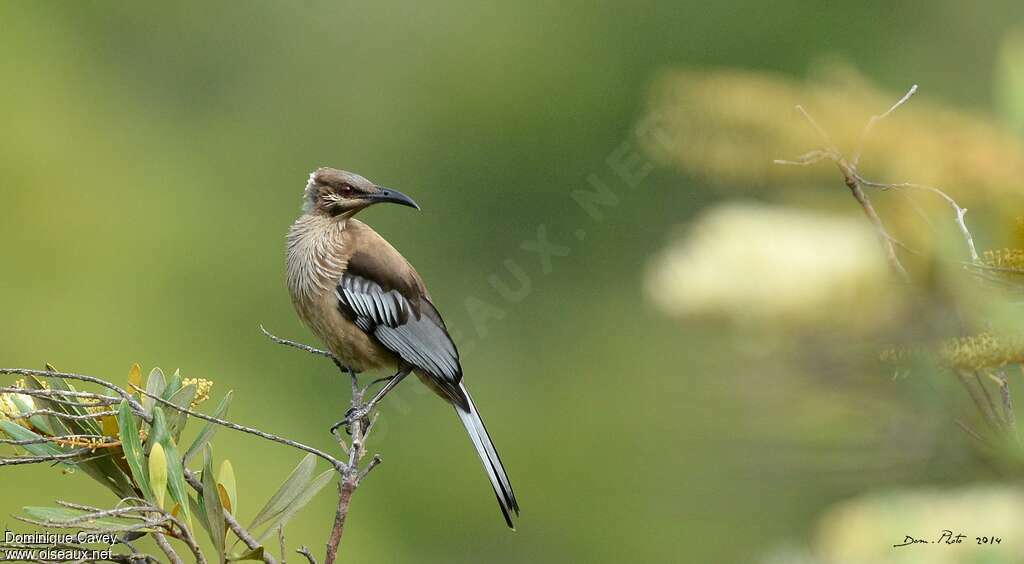 New Caledonian Friarbirdadult, identification