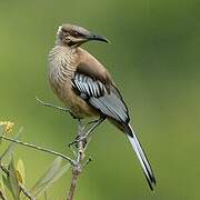 New Caledonian Friarbird