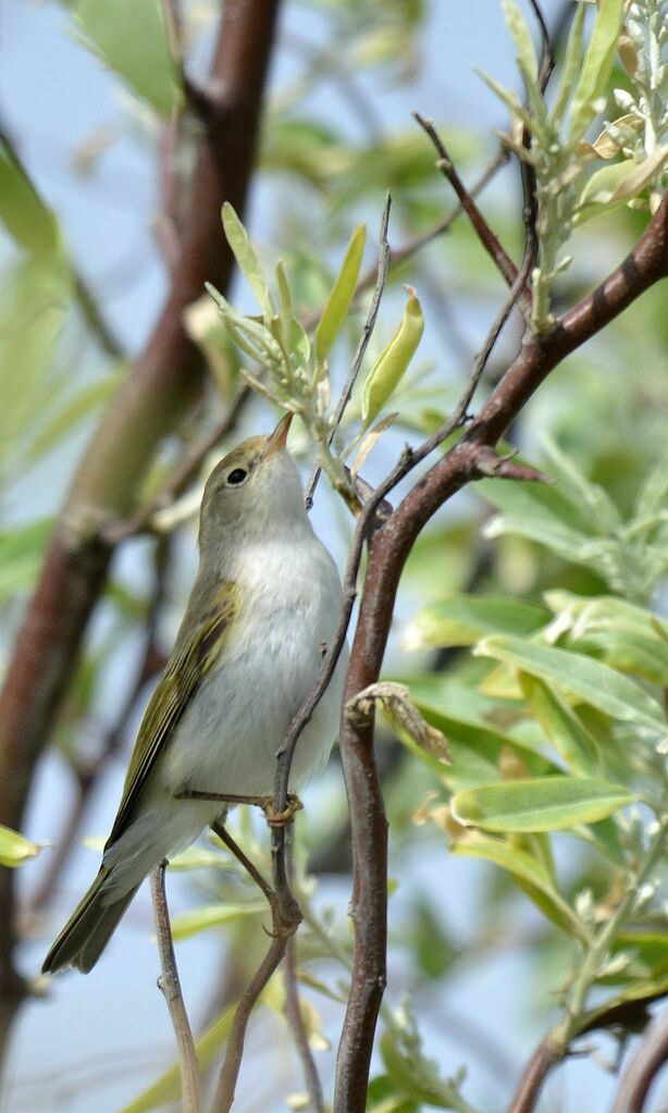 Western Bonelli's Warbler