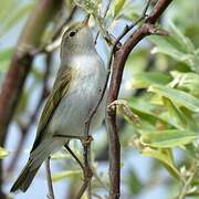 Western Bonelli's Warbler