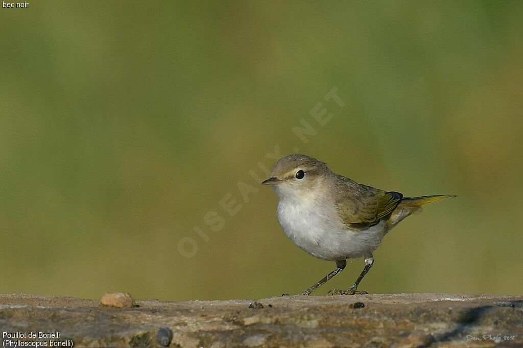 Western Bonelli's Warbler