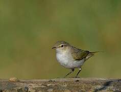 Western Bonelli's Warbler