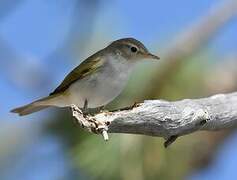 Western Bonelli's Warbler