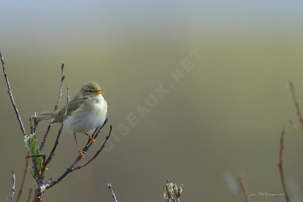 Willow Warbler