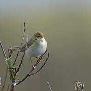 Willow Warbler