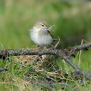 Willow Warbler