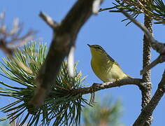 Willow Warbler