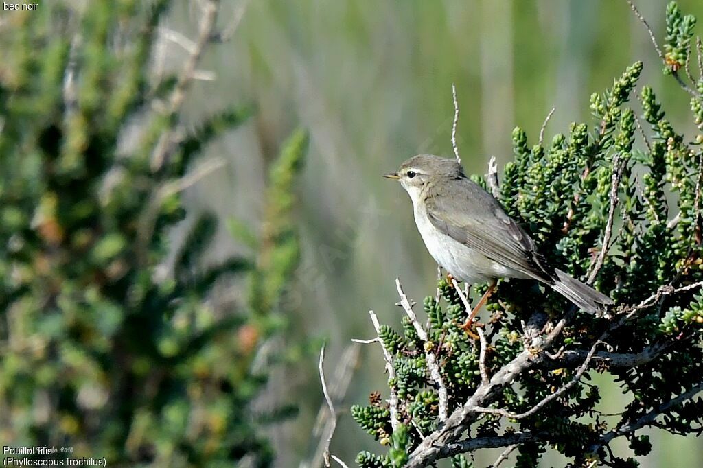 Willow Warbler